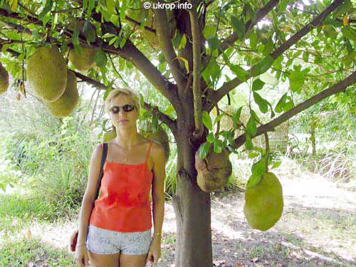 Jackfruit (Artocarpus heterophyllus) tree