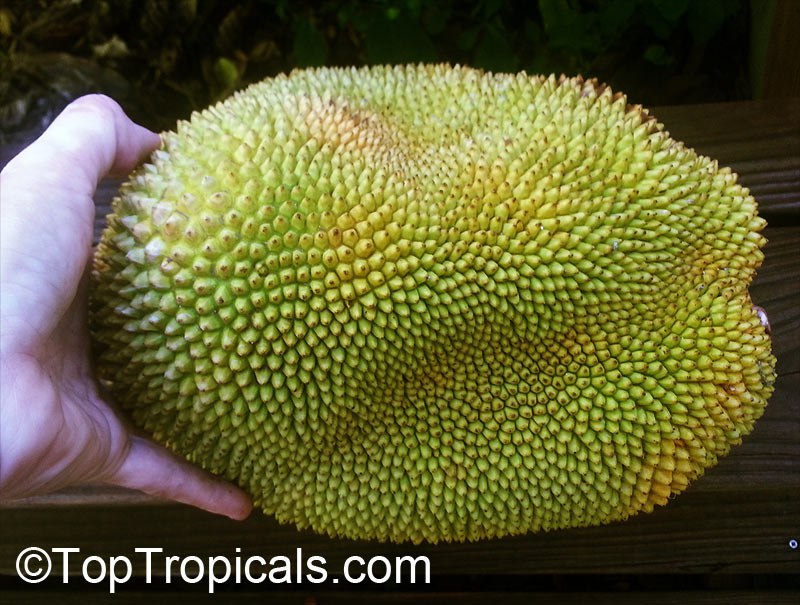 Jackfruit (Artocarpus heterophyllus) fruit