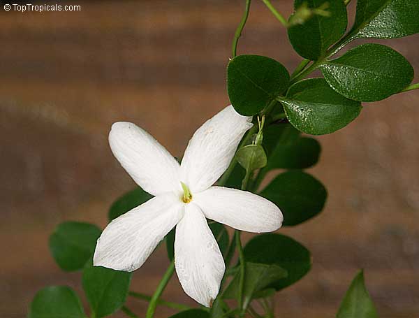 Jasminum officinale - French Perfume Jasmine 