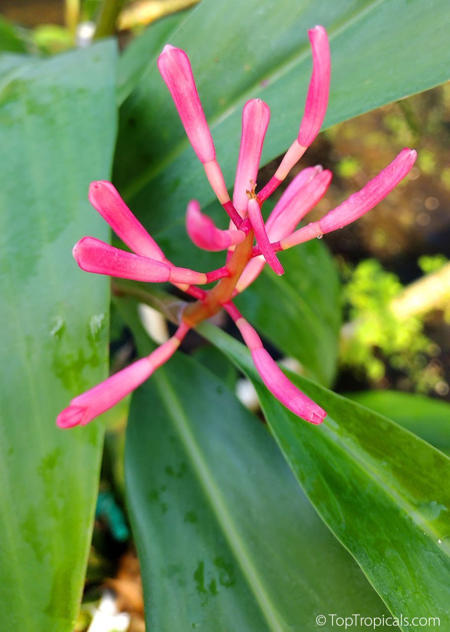 The first pictures ever! The rarest Ginger Borneo Pink (New Guinea)