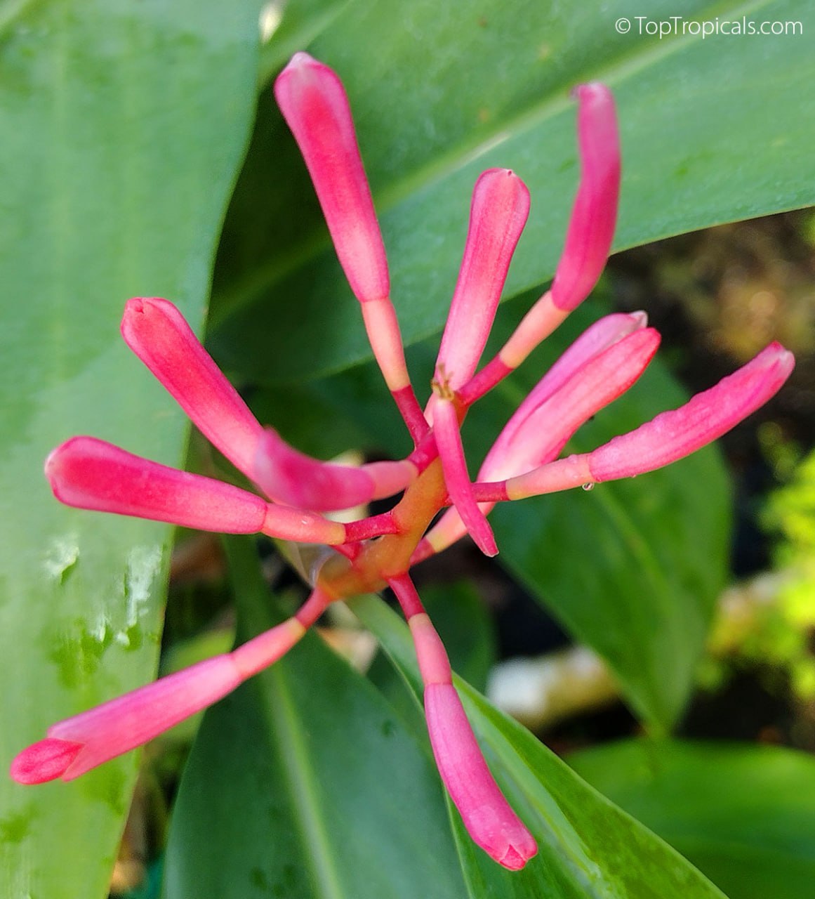 The first pictures ever! The rarest Ginger Borneo Pink (New Guinea)