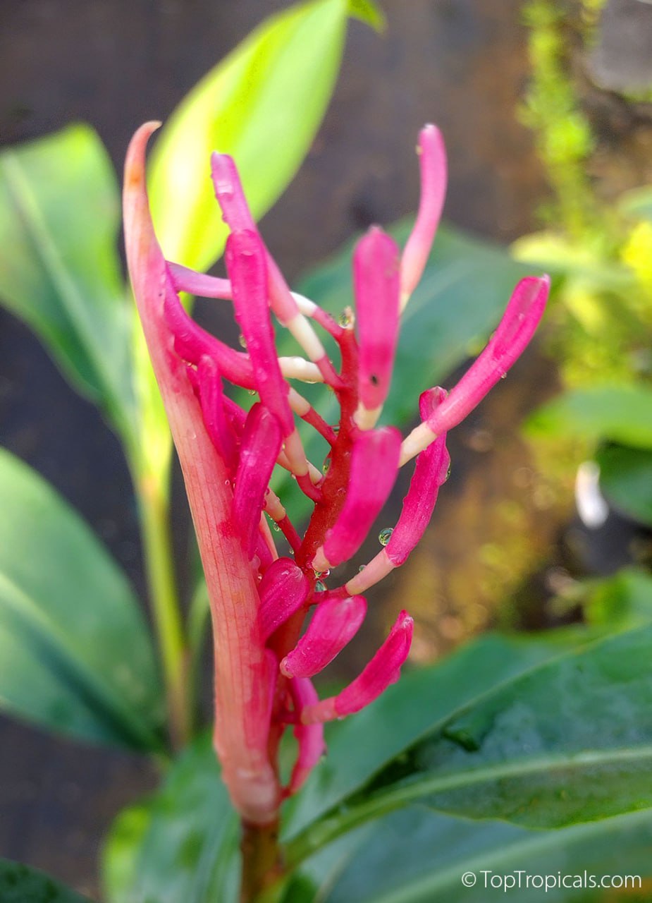 The first pictures ever! The rarest Ginger Borneo Pink (New Guinea)