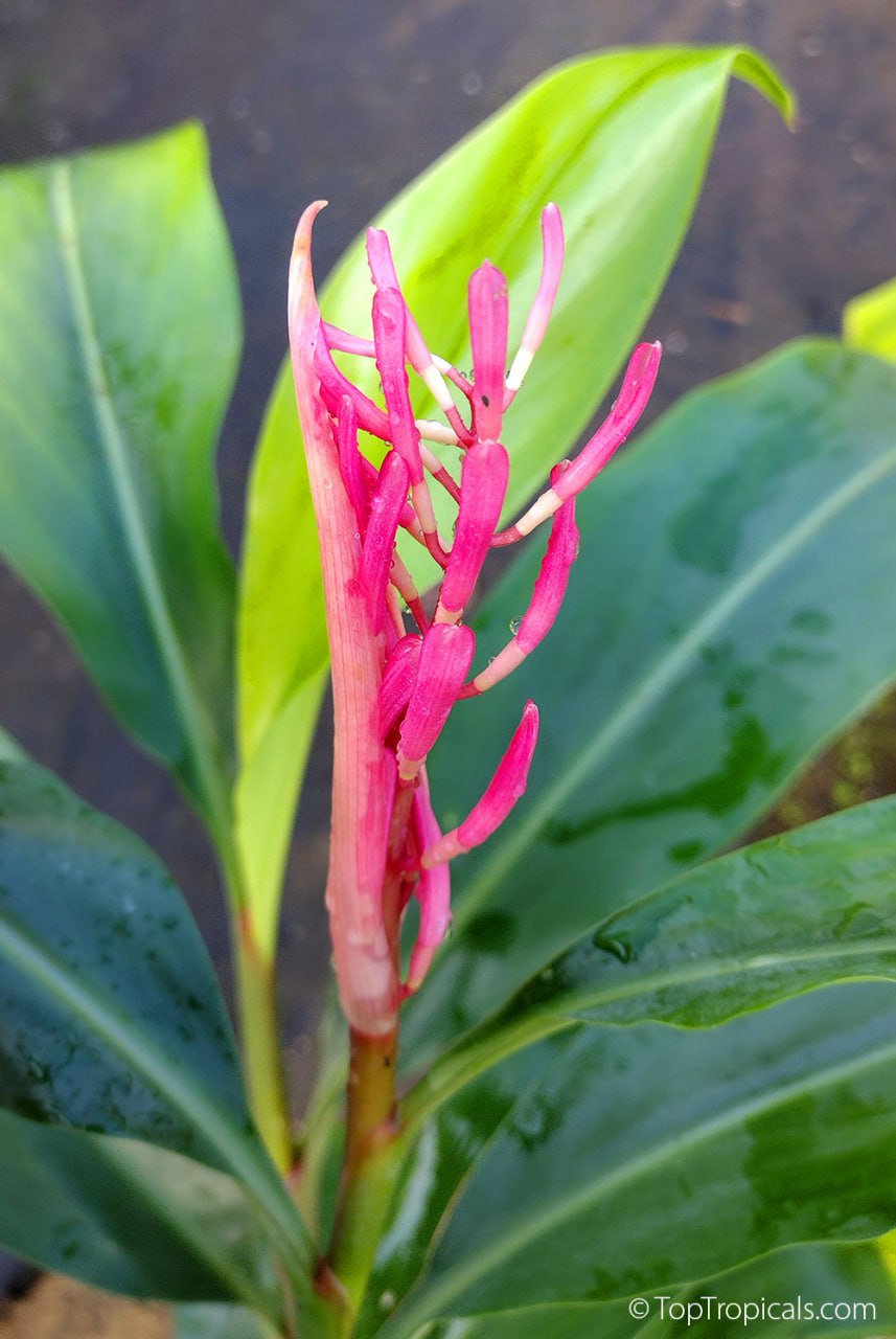 Riedelia coralina - Coral Ginger Borneo Pink (New Guinea)