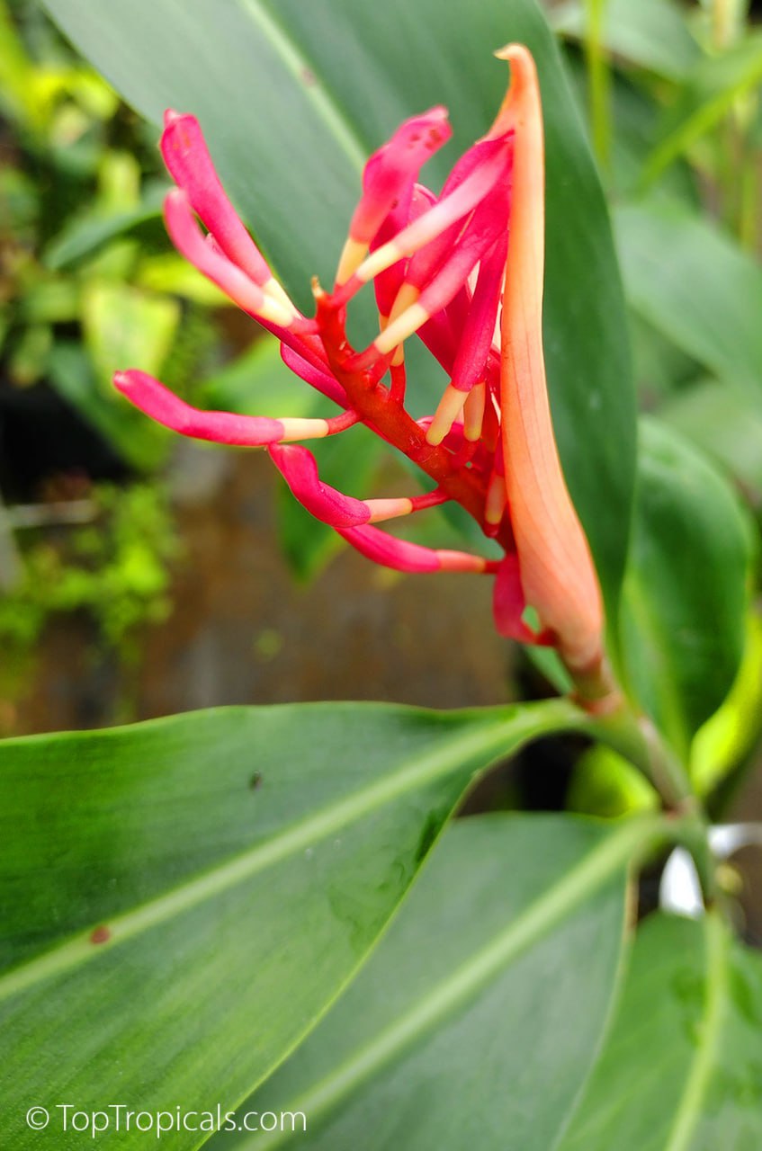 Riedelia coralina - Coral Ginger Borneo Pink (New Guinea)