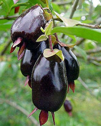 Cherry of the Rio Grande (Eugenia aggregata)