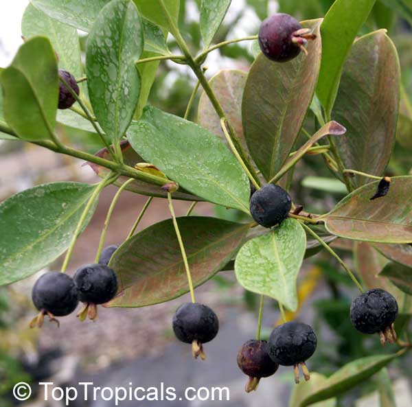 Grumichama (Eugenia brazilensis)