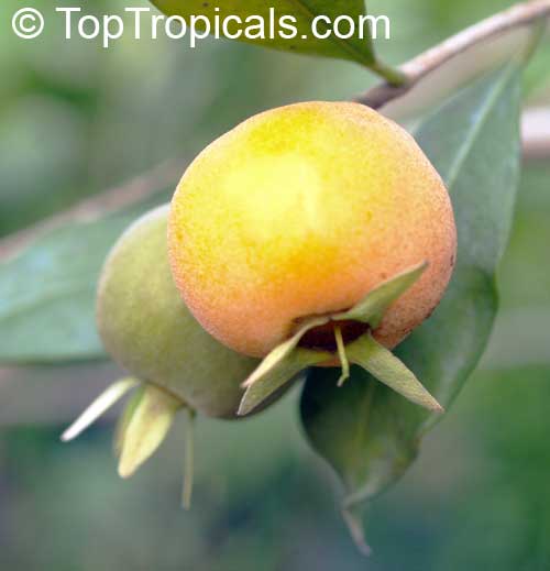 Ten best fruit trees to grow in Florida and Southern landscapes