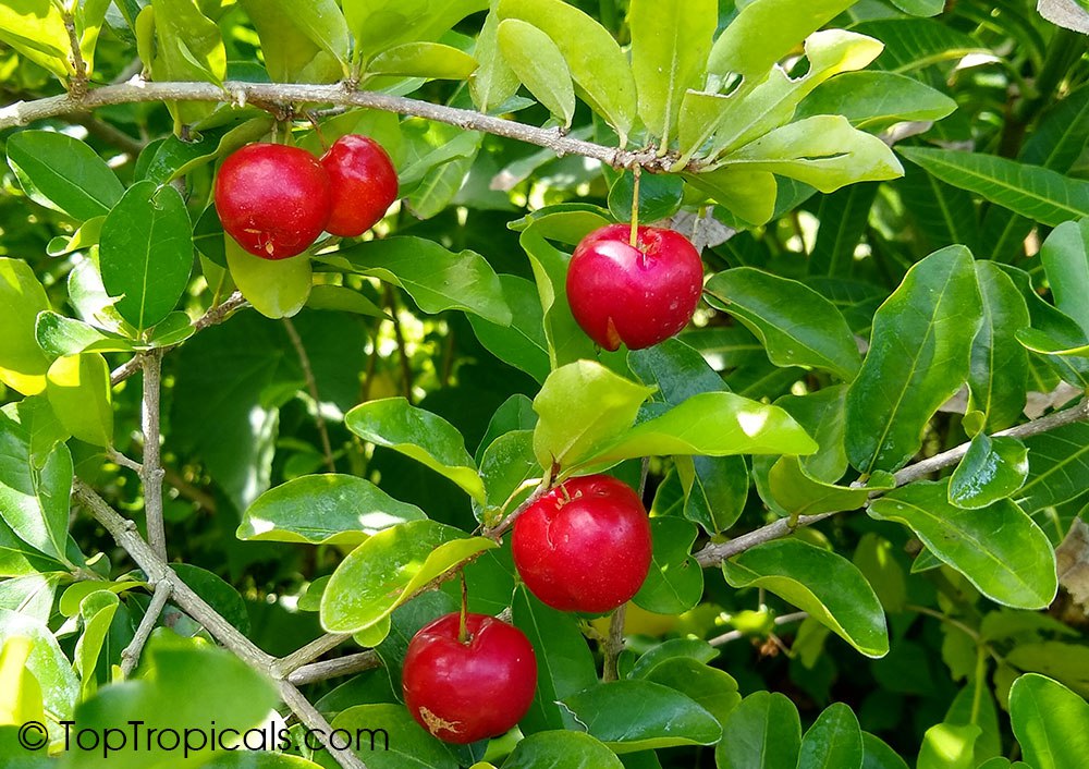 Malpighia glabra - Barbados Cherry, Acerola