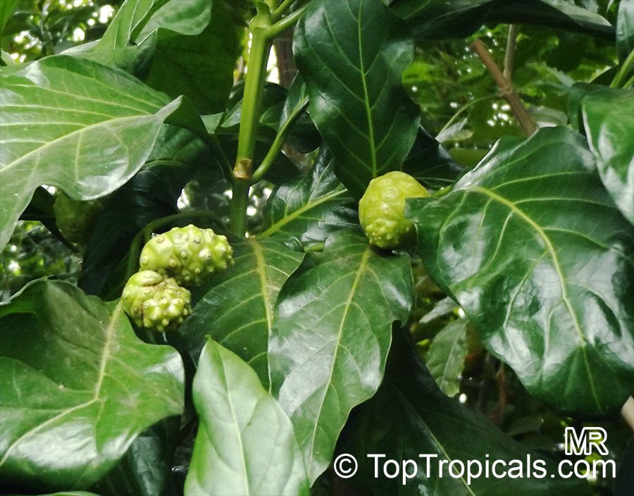 Noni Tree (Morinda citrifolia) - fruit and leaves