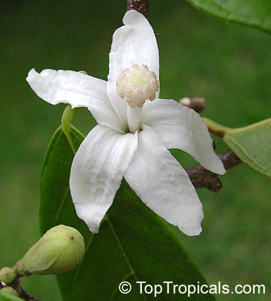 Funeral Tree - Quararibea funebris (Rosita de Cacao, Flor de Cacao) - Flower