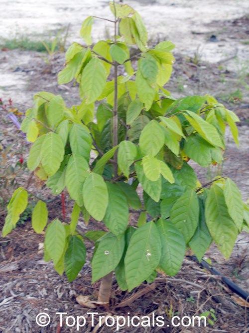 Funeral Tree - Quararibea funebris (Rosita de Cacao, Flor de Cacao) - tree