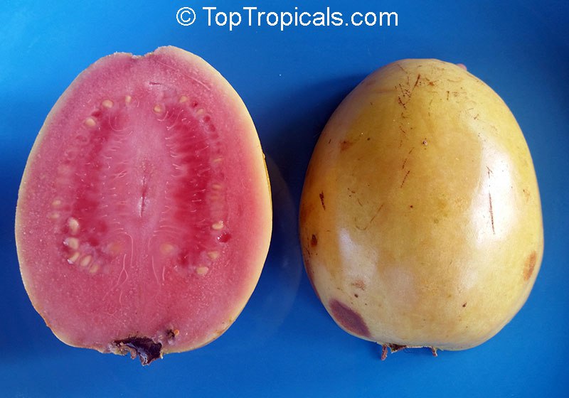 Guava Tree (Psidium sp.)