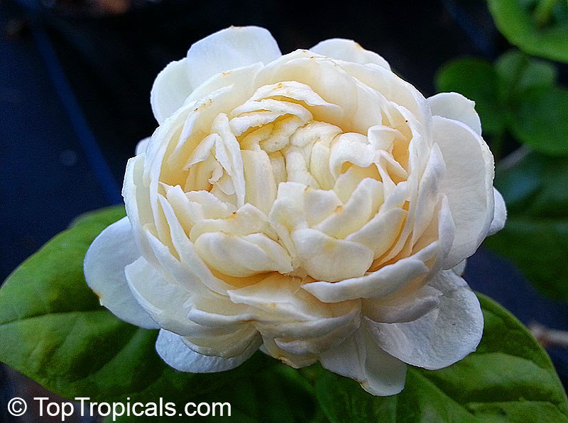 Six most desired perfume plants