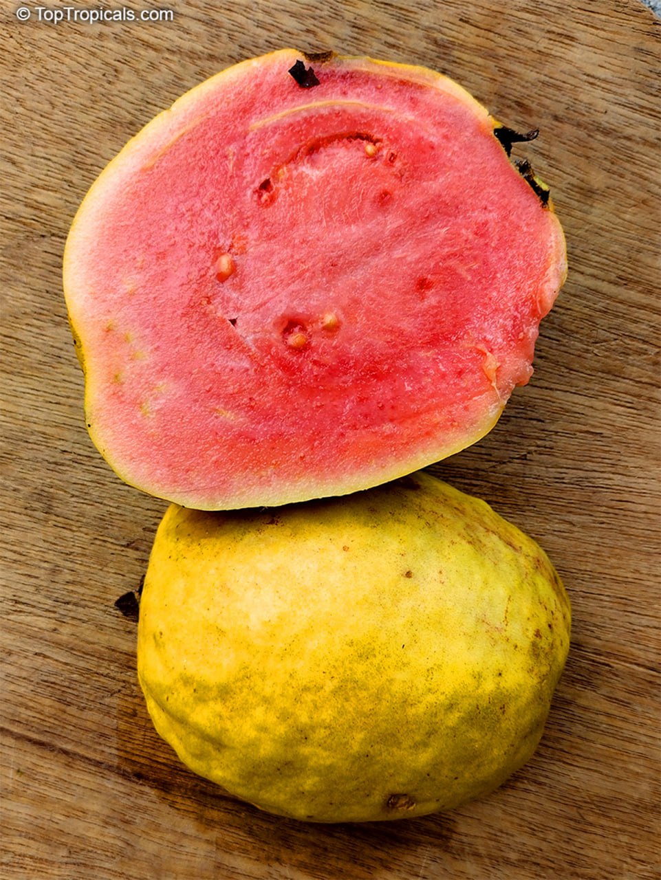 Guava fruit Guava fruit