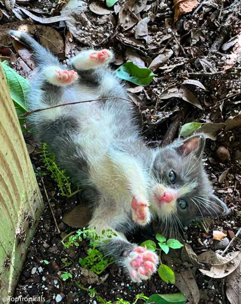 Mittens little kitten Mittens little kitten