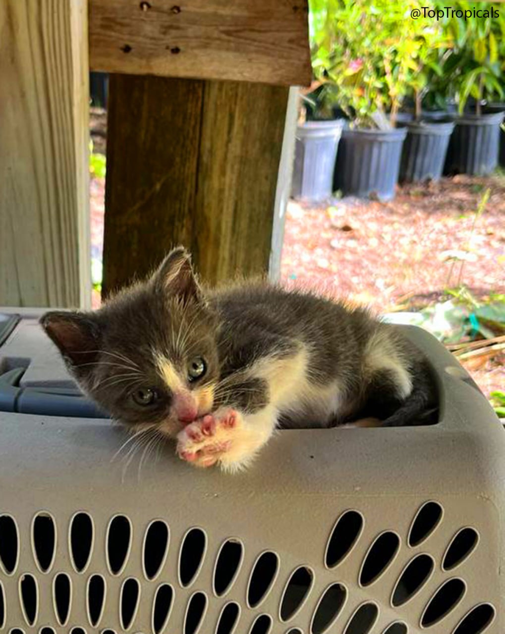 Mittens the kitten sleeping  Mittens the kitten sleeping