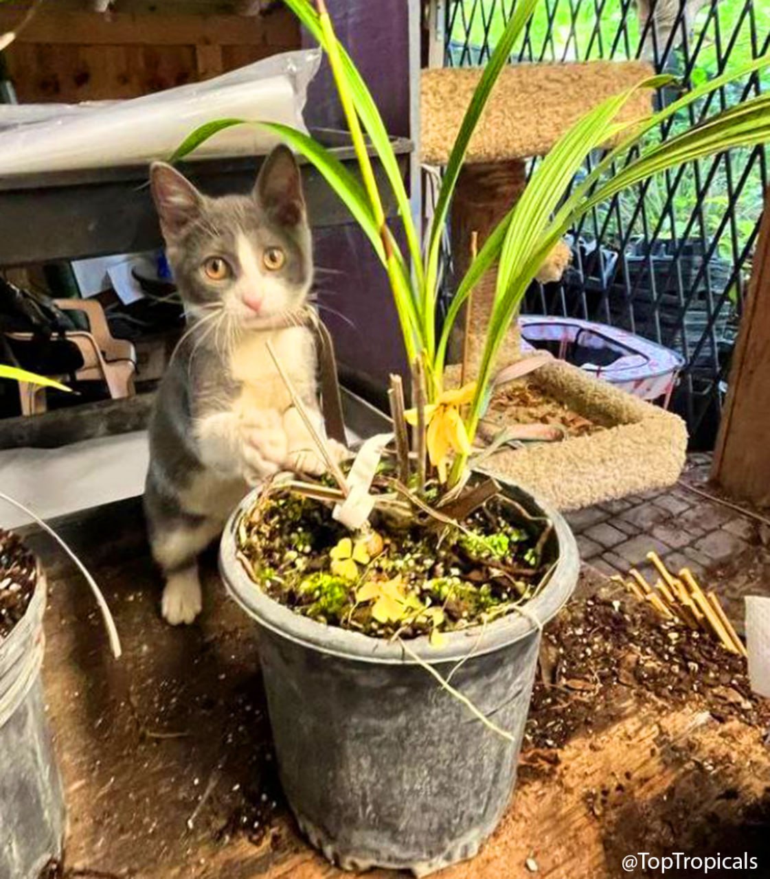 Mittens the kitten with a plant Mittens the kitten with a plant