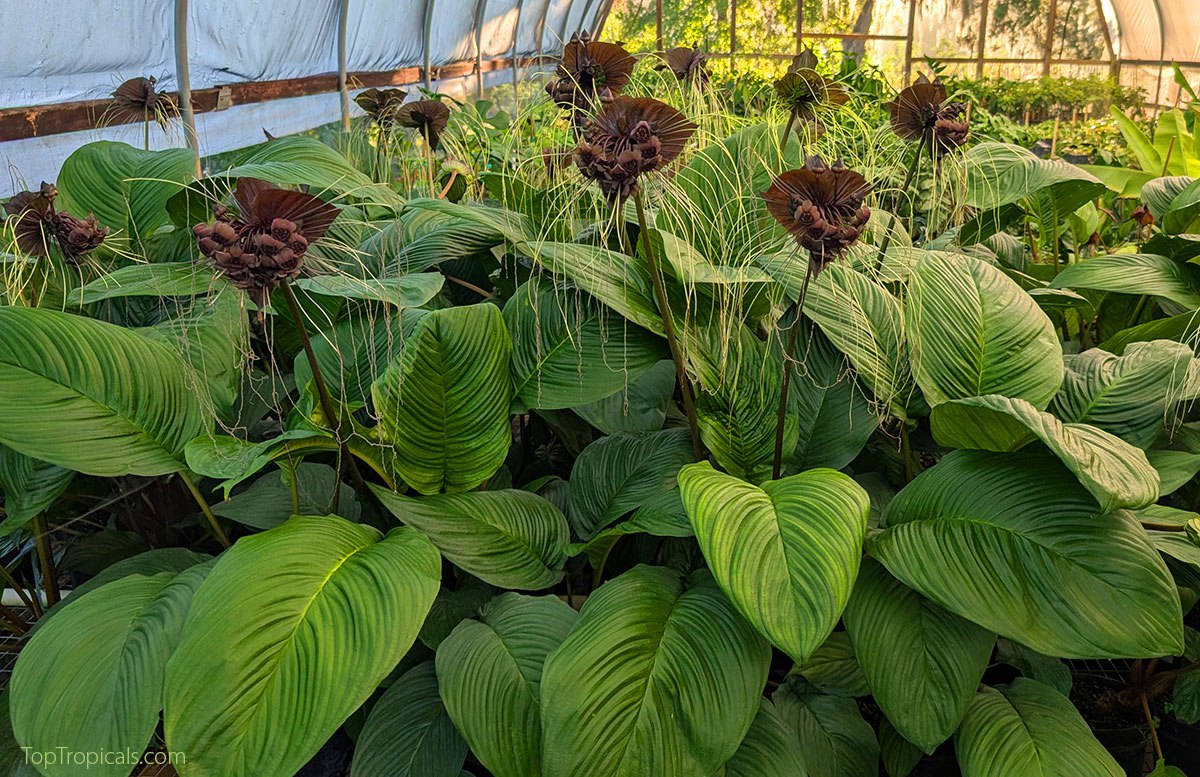 Tacca wants to be a cat! And everyone loves cats!  Tacca wants to be a cat! And everyone loves cats!