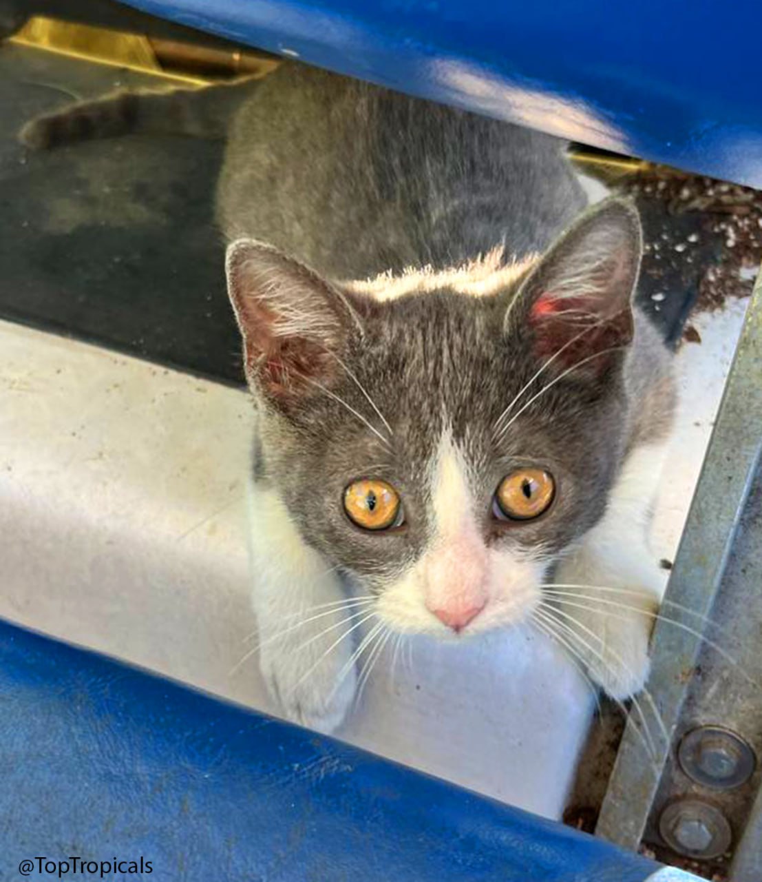 Updates from Mittens Updates from Mittens