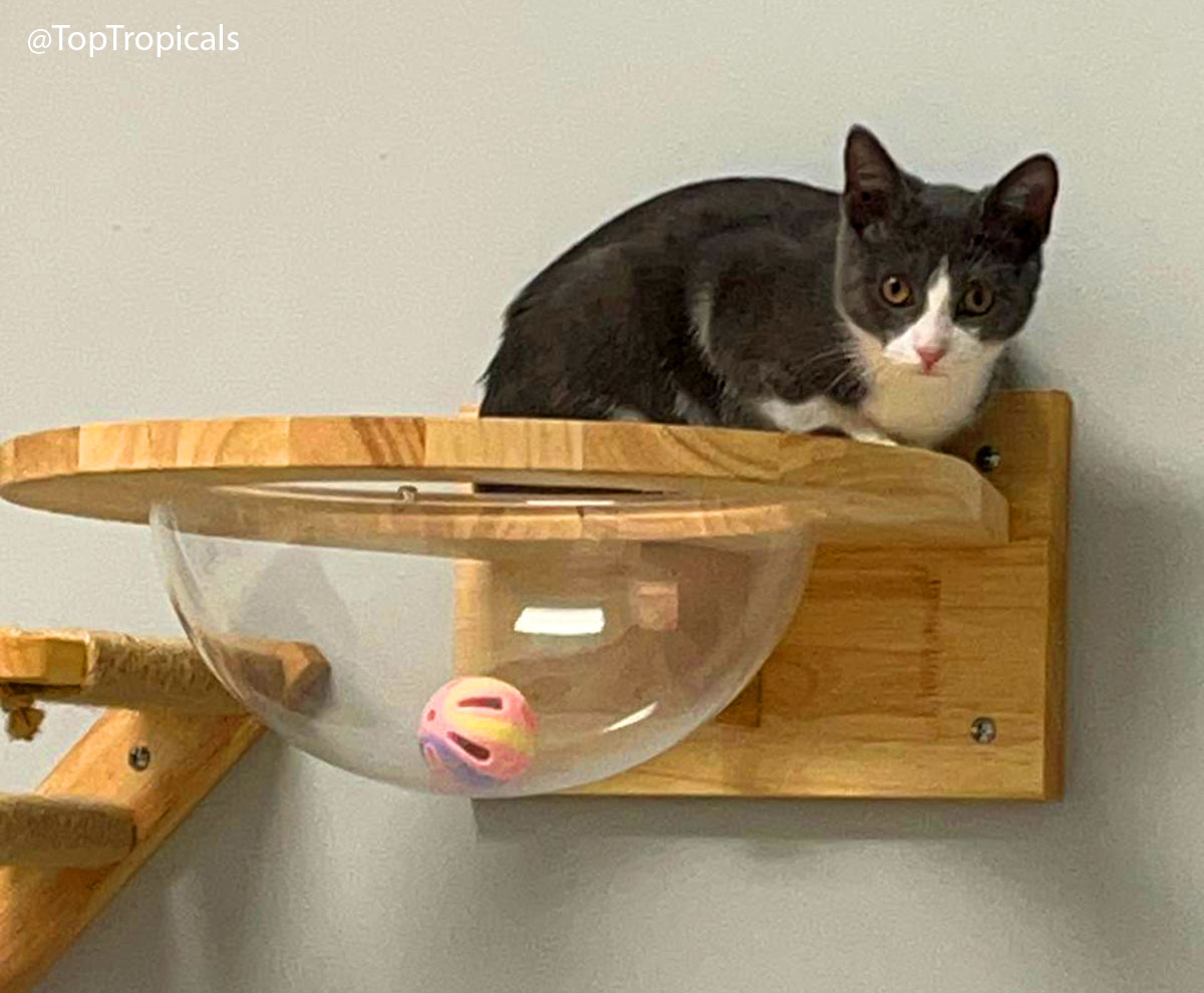 Updates from Mittens Updates from Mittens