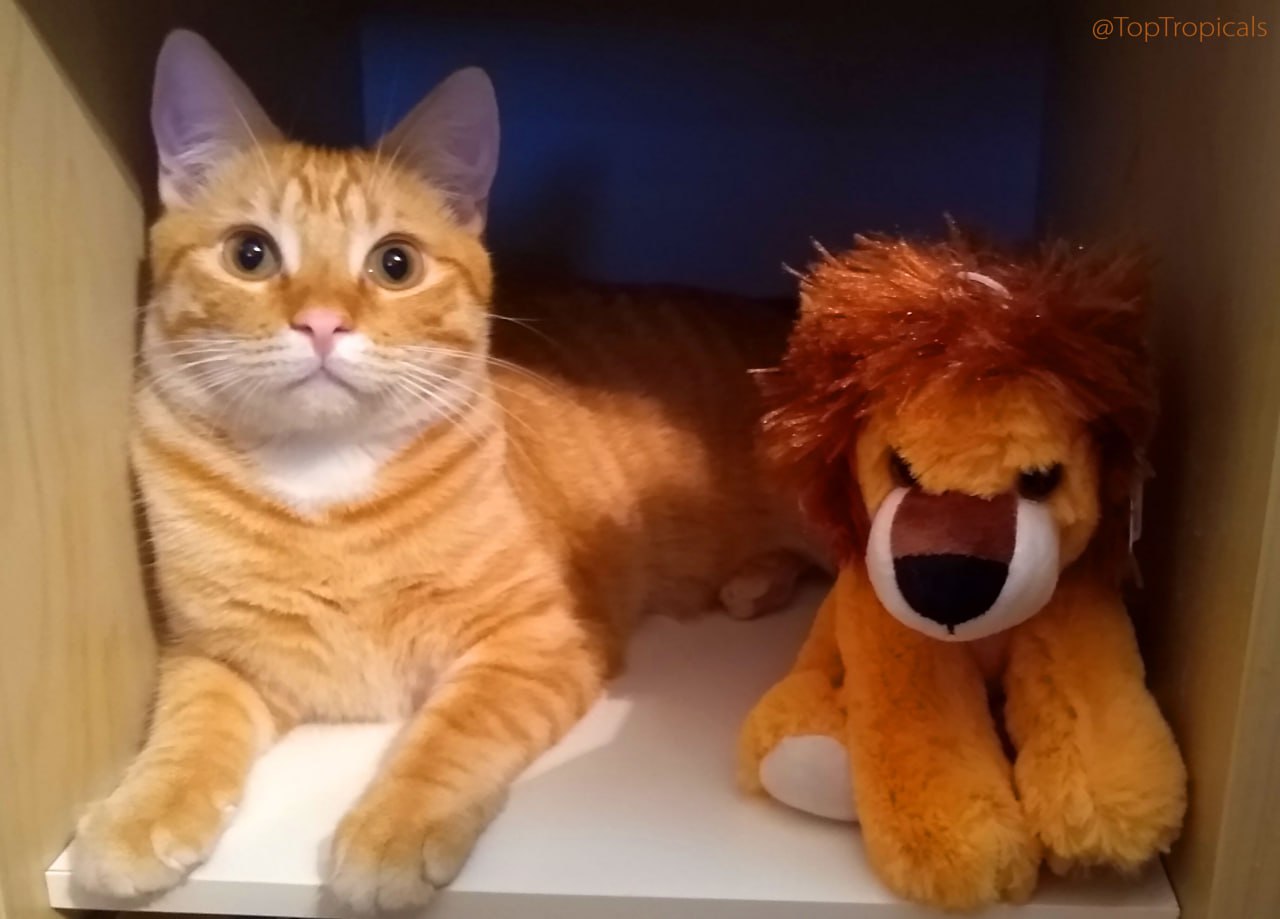 Cat Bob and BobCat Cat Bob and BobCat