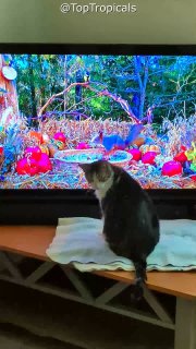 Cats now demand cable! Cats now demand cable!