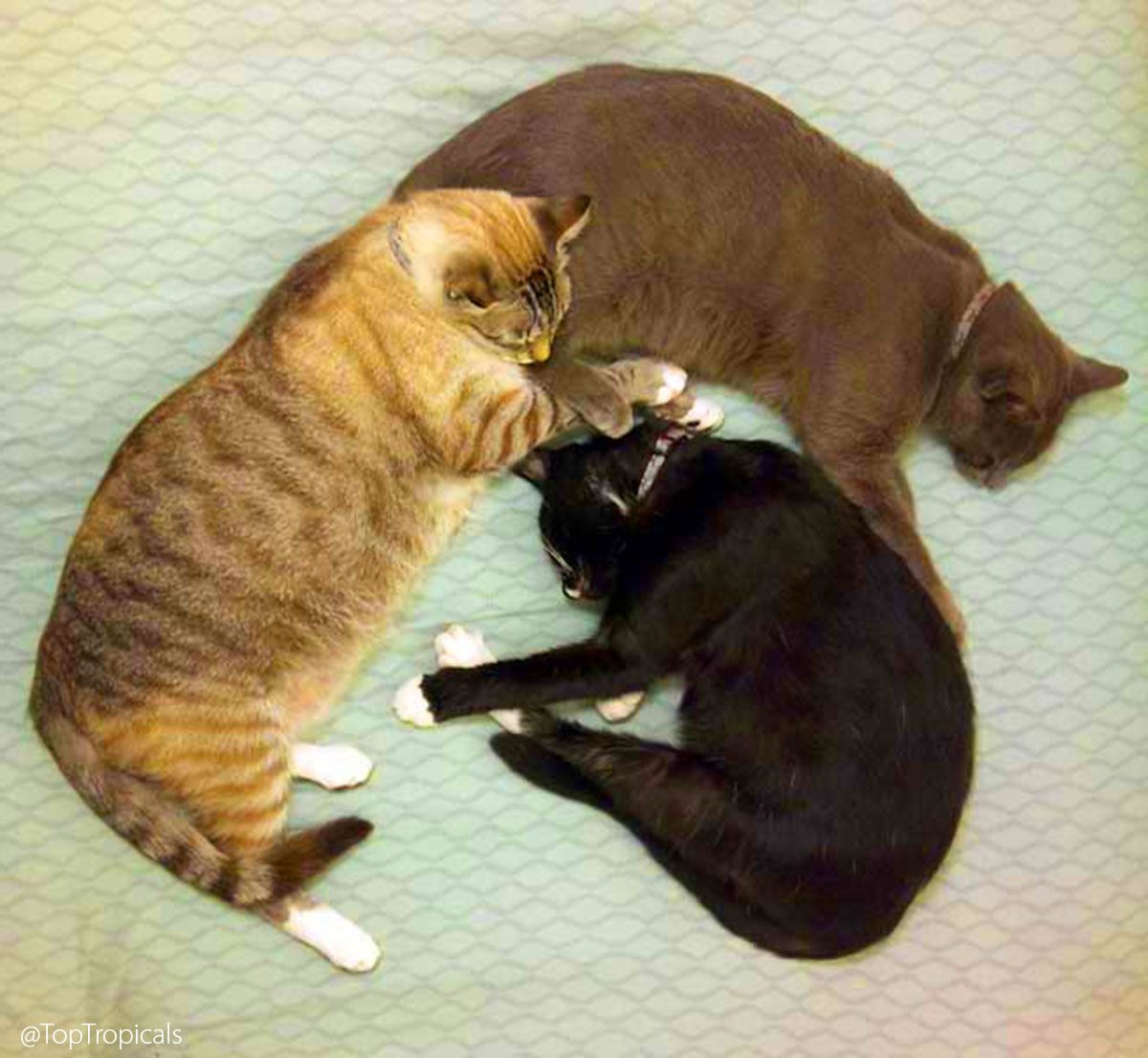 Cats Mishka, Tim and Chief at TopTropicals Cats Mishka, Tim and Chief at TopTropicals