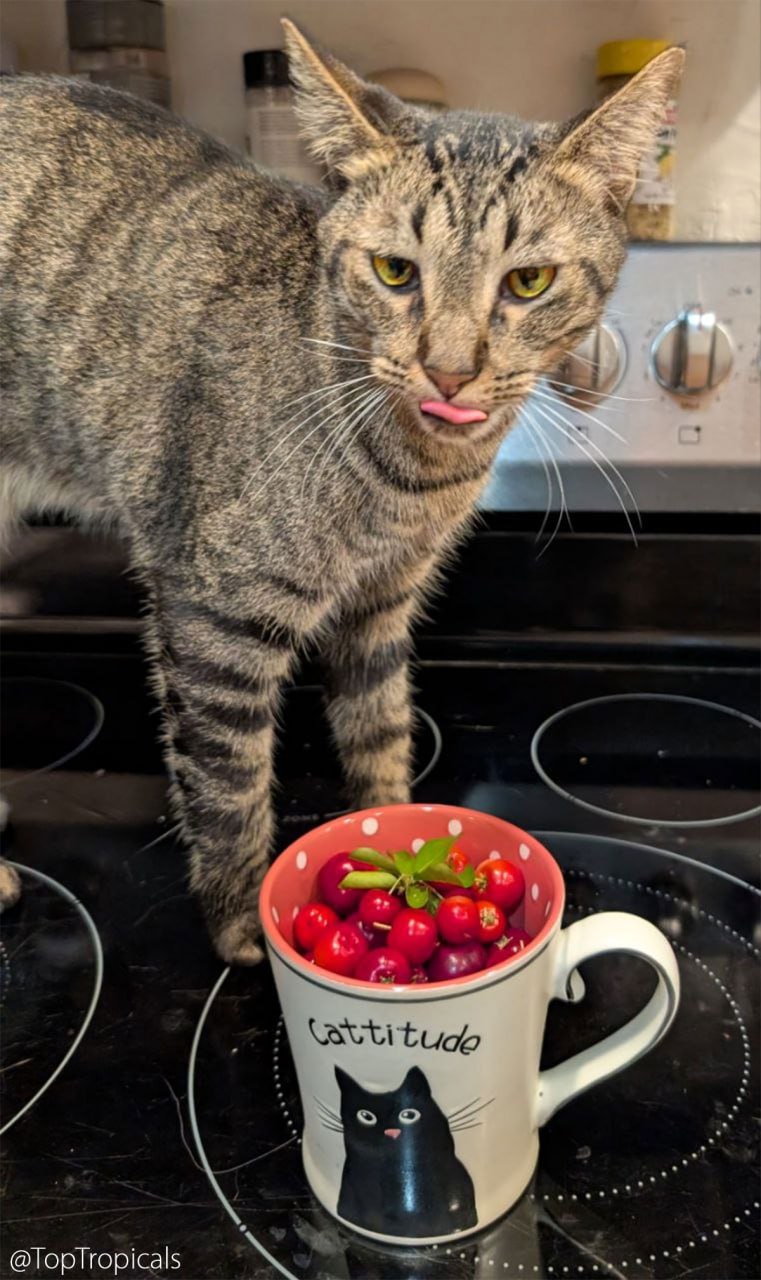 Eat dessert first Eat dessert first