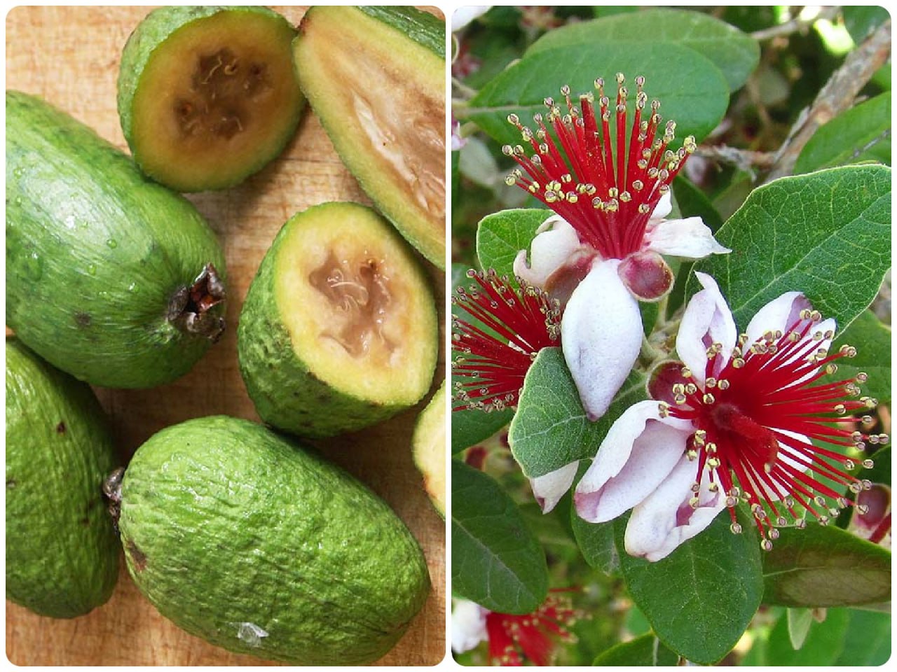 Feijoa coconut loaf: quick-n-fun exotic recipes Feijoa coconut loaf: quick-n-fun exotic recipes