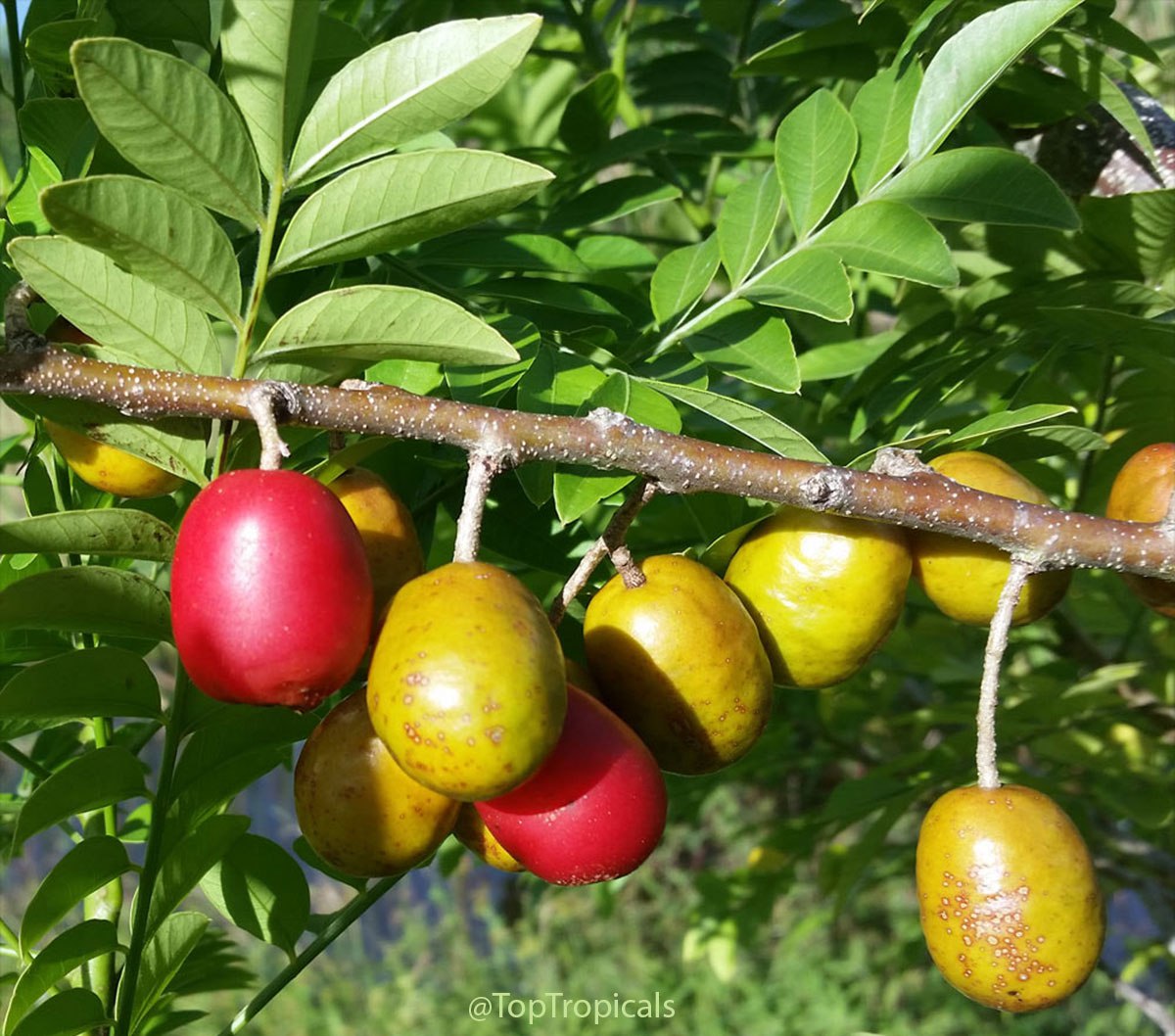Hog plum chutney: quick-n-fun exotic recipes Hog plum chutney: quick-n-fun exotic recipes