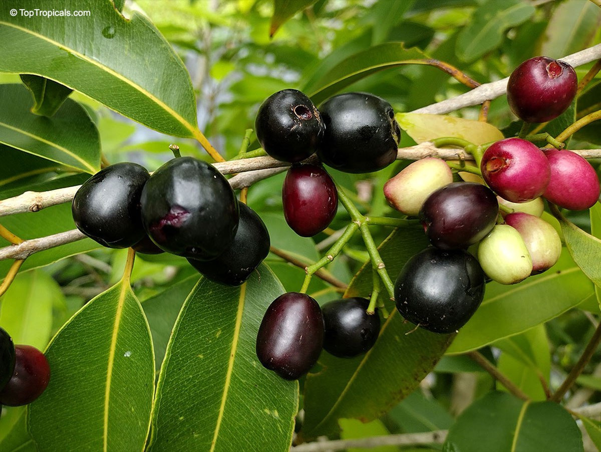Java plum (Syzygium cumini, Jambolan) Java plum (Syzygium cumini, Jambolan)