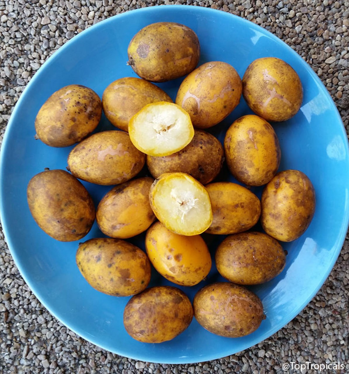 June Plum tree Ambarella (Spondias cytherea) June Plum tree Ambarella (Spondias cytherea)