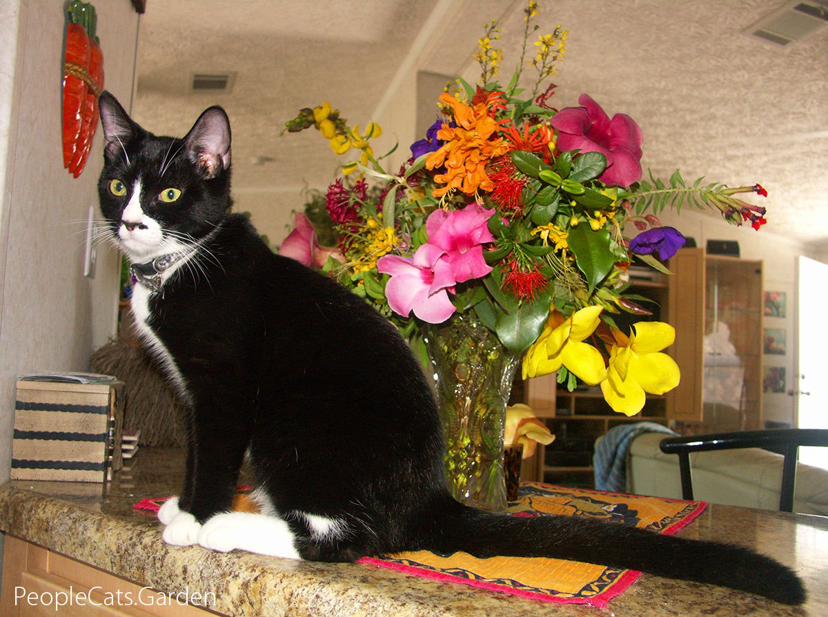 The Tropical Cat The Tropical Cat