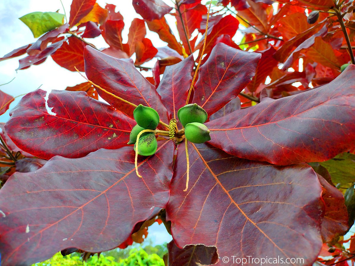 Tropical almond brittle: quick-n-fun exotic recipes Tropical almond brittle: quick-n-fun exotic recipes