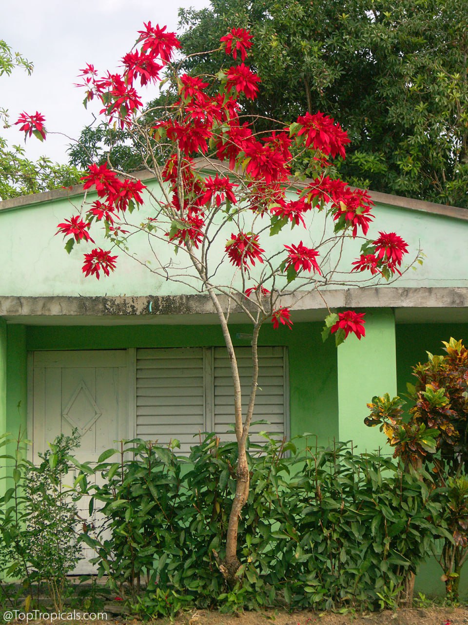 Can Poinsettia grow for years? 5 most common mistakes with new container plants Can Poinsettia grow for years? 5 most common mistakes with new container plants