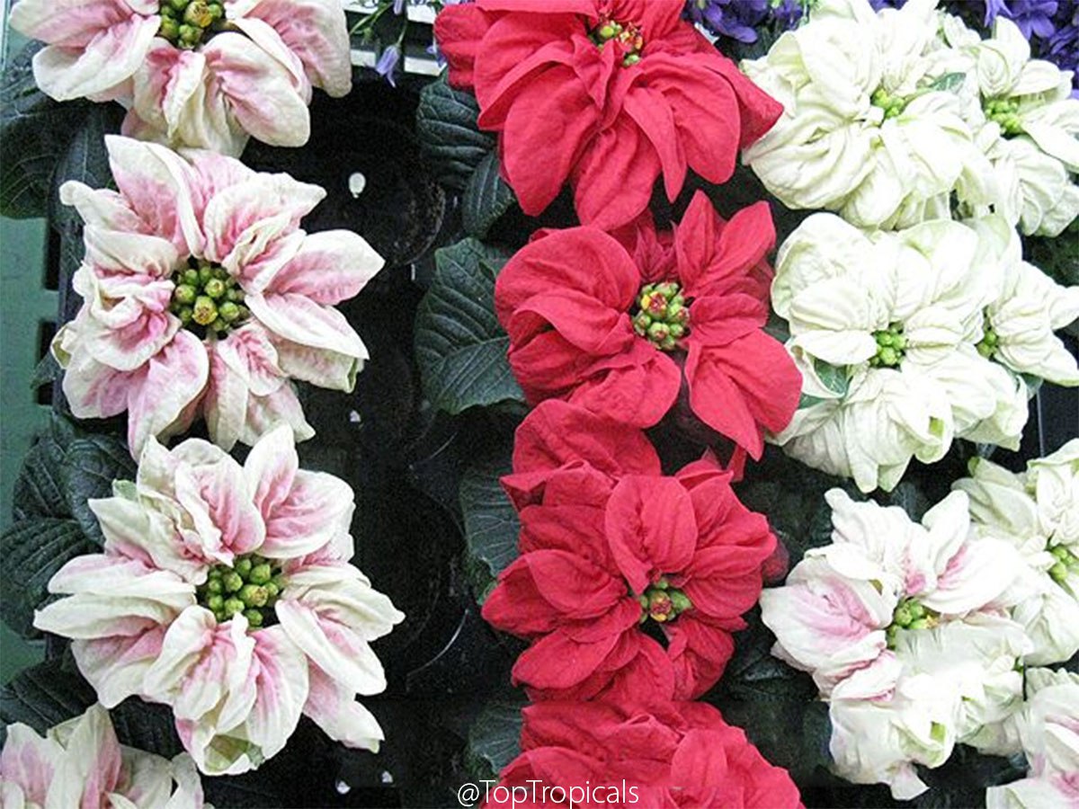 Can Poinsettia grow for years? 5 most common mistakes with new container plants Can Poinsettia grow for years? 5 most common mistakes with new container plants