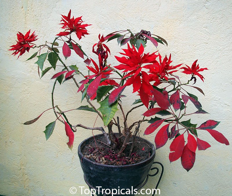 Can Poinsettia grow for years? 5 most common mistakes with new container plants Can Poinsettia grow for years? 5 most common mistakes with new container plants