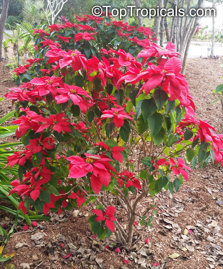 Can Poinsettia grow for years? 5 most common mistakes with new container plants Can Poinsettia grow for years? 5 most common mistakes with new container plants