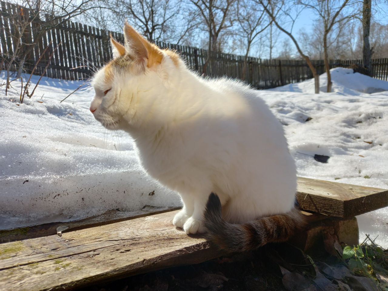 Greetings from outside of Tropics: Masyanya Greetings from outside of Tropics: Masyanya