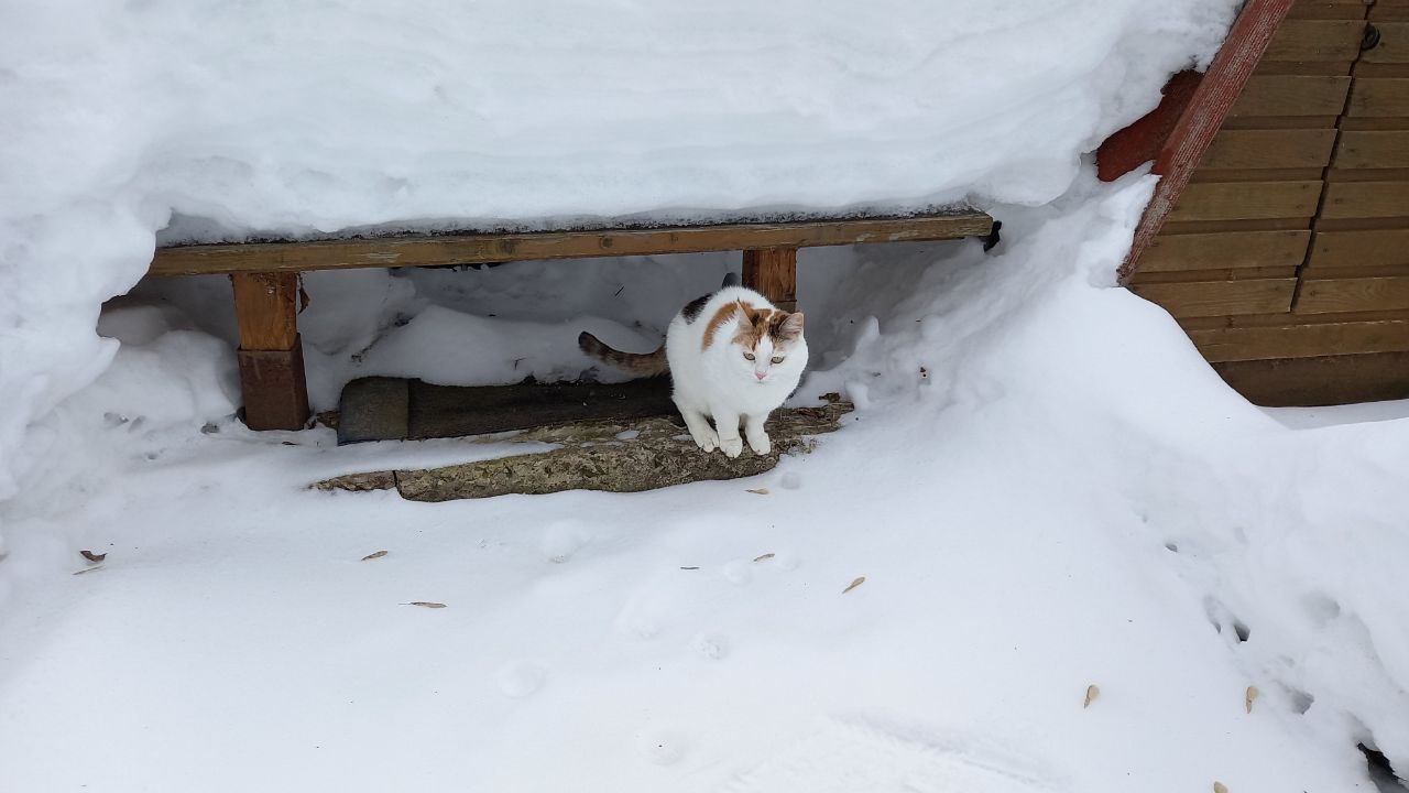 Greetings from outside of Tropics: Masyanya Greetings from outside of Tropics: Masyanya