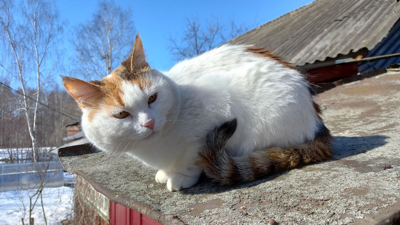 Greetings from outside of Tropics: Masyanya Greetings from outside of Tropics: Masyanya