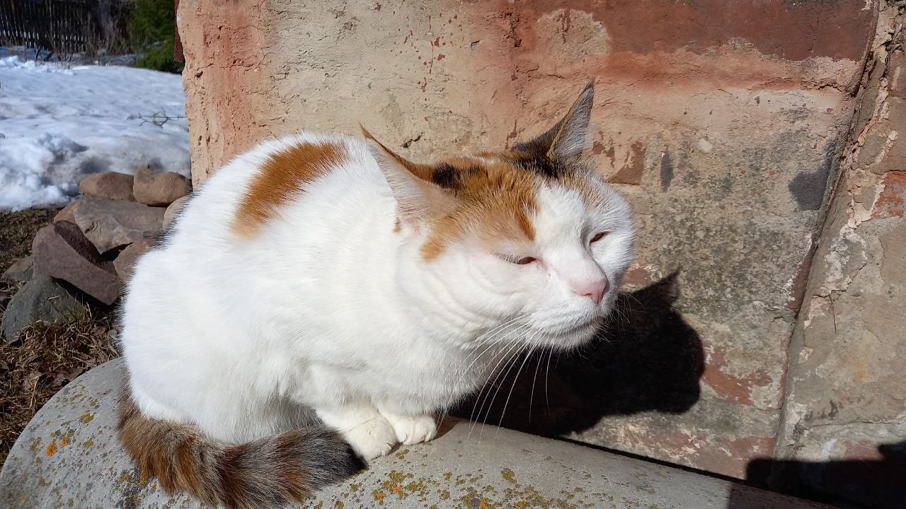 Greetings from outside of Tropics: Masyanya Greetings from outside of Tropics: Masyanya