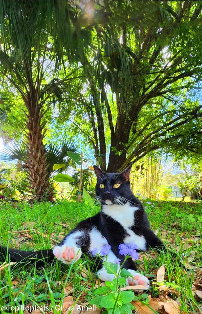 Meet Onikas Meet Onikas