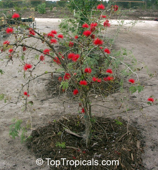 What blooms for you in December: Calliandra tweedii With Love What blooms for you in December: Calliandra tweedii With Love