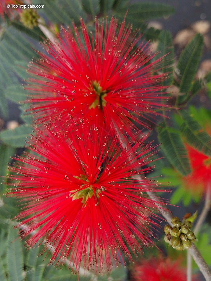 What blooms for you in December: Calliandra tweedii With Love What blooms for you in December: Calliandra tweedii With Love