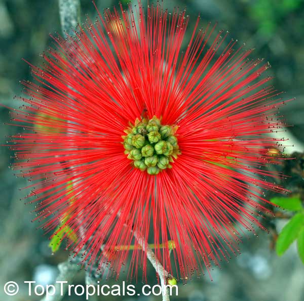 What blooms for you in December: Calliandra tweedii With Love What blooms for you in December: Calliandra tweedii With Love