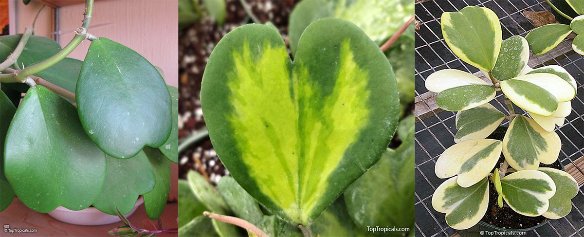 Sweetheart Hoya or Valentine Hoya - Hoya kerri