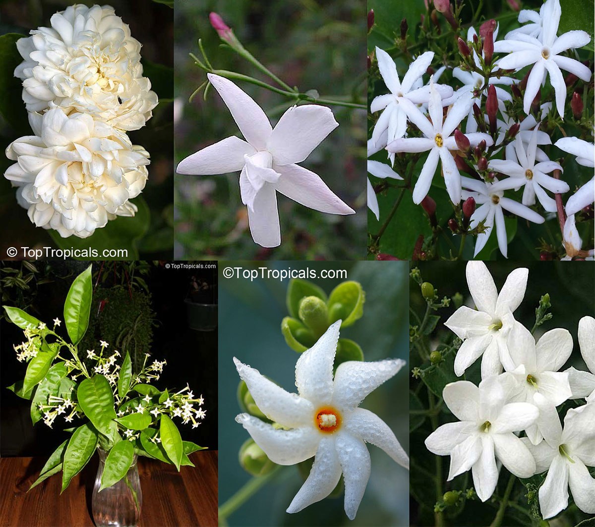 Fragrant Jasmines collage: Jasmine Sambac, French Perfume Jasmine, Rose Bud Jasmine, Night Blooming Jasmine, Parijat Jasmine Tree, and Jasmine Molle (Indian Jui)
