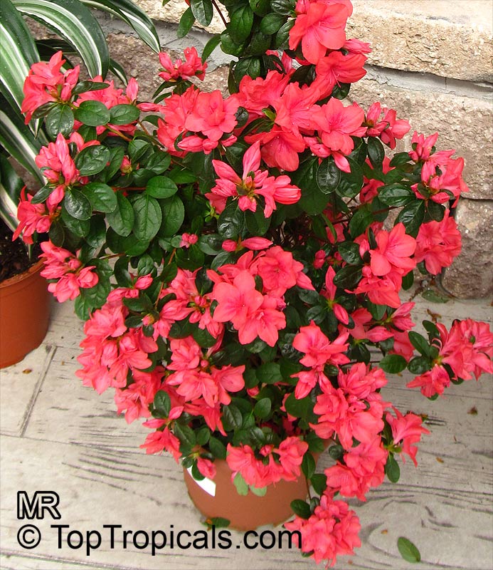 Compact Rhododendron Azalea - Red Cherry Miniature