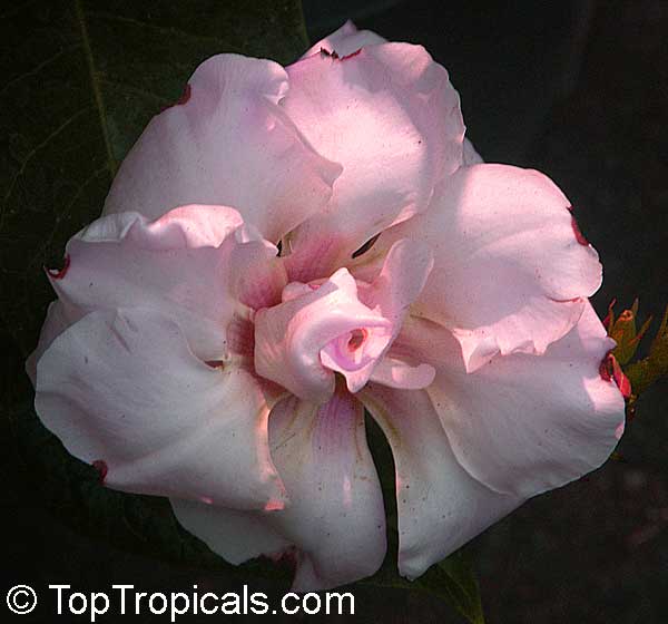 Mandevilla amabilis
Thai Rose